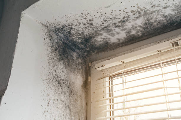 Affordable Mold Cleanup solutions in Union Bridge, MD